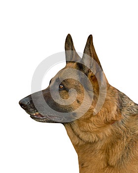 German Shepherd dog isolated on white background