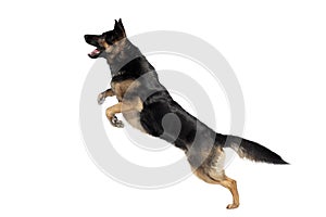 German Shepherd dog jumping. Dog play and jump to catch a toy with isolated white background