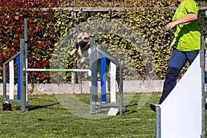 German Shepherd dog jumping over the obstacle during agility training outdoor. Stimulated by the owner.
