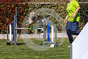 German Shepherd dog jumping over the obstacle during agility training outdoor. Stimulated by the owner.