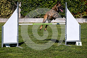 German Shepherd dog jumping over the obstacle during agility training outdoors