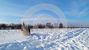 German shepherd dog jumps and runs in the snow