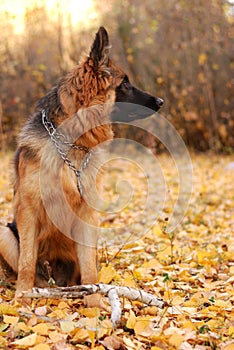 German shepherd dog Junior puppy Seven months old lying in the autmn forest