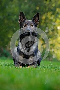 German Shepherd Dog, large-sized working dog that originated in Germany, sitting in the green grass with nature forest background