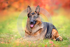 German shepherd dog lay photo