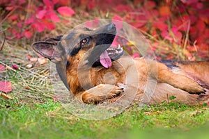 German shepherd dog lay