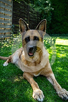 German Shepherd dog lay on grass in garden, aduld pet photo