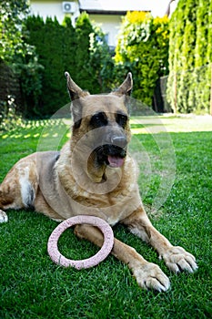 German Shepherd dog lay on grass in garden, aduld pet photo