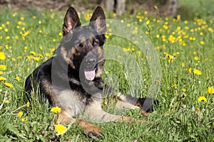 German Shepherd dog