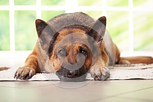 German shepherd dog laying