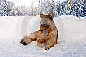 German shepherd dog in the snow, Cortina D`Ampezzo, Italy