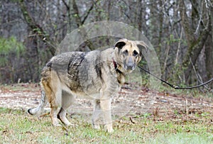German Shepherd Dog, leash and collar, skin condition, inhumane treated