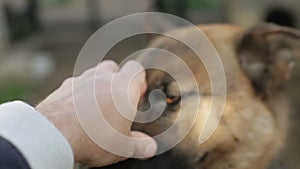 German Shepherd Dog licks owner`s hand.