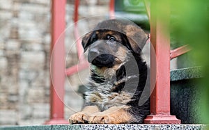 Alemán el perro descansa sobre el pasos 