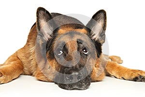 German Shepherd dog lies on a white background