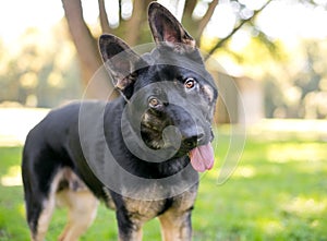 A German Shepherd dog listening with a head tilt