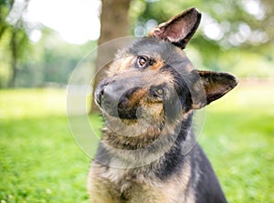 A German Shepherd dog listening with a head tilt