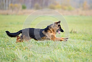 German shepherd dog long-haired jumping outdoor