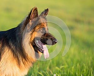 German shepherd dog long-haired outdoor portrait