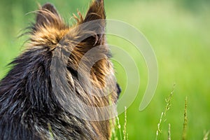 German shepherd dog long-haired turned back from camera