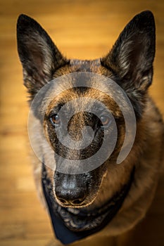 German Shepherd dog looking at camera