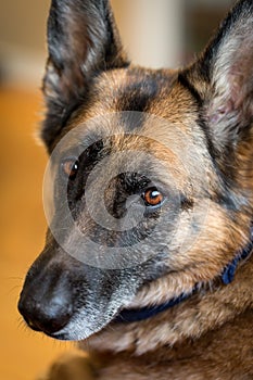 German Shepherd dog looking at camera