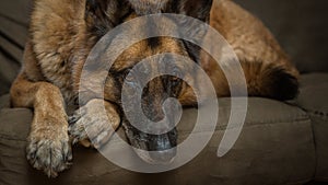 German Shepherd dog looking at camera