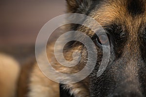 German Shepherd dog looking at camera