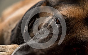 German Shepherd dog looking at camera