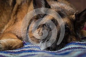 German Shepherd dog looking at camera