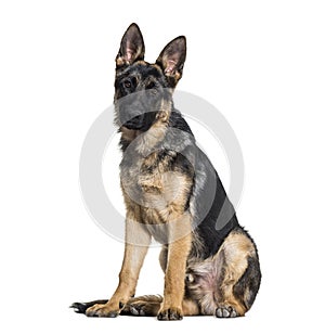 German Shepherd dog looking at camera against white background