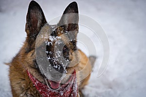 German Shepherd dog looking at camera with snout covered in snow