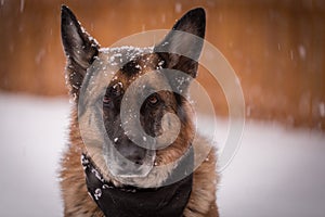 German Shepherd dog looking at camera while snowflakes fall around