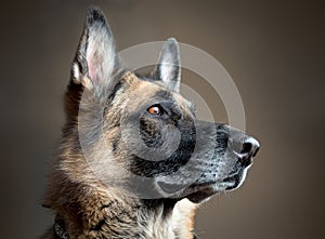 German Shepherd dog looking off camera out a window