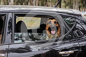 German Shepherd Dog looking out of a motor car window