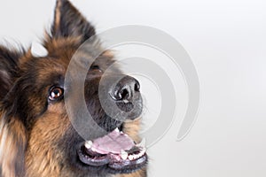 German shepherd dog looking up closeup portrait