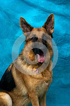 German Shepherd Dog Looking At Viewer photo