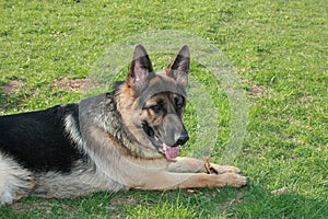 German shepherd dog lying on grass