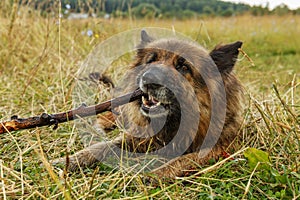 German shepherd dog gnawing a stick