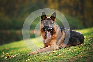 German shepherd dog lying on the grass on a hillside
