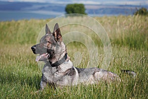German shepherd dog lying in grass