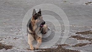 German shepherd dog lying on the ice, looking. Obedient, attentive dog