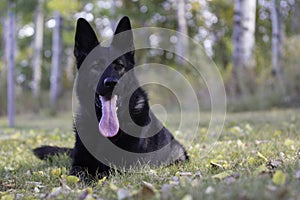 German Shepherd Dog lying on lawn