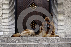 German Shepherd dog lying and relaxing near the door.