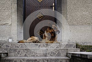 German Shepherd dog lying and relaxing near the door.