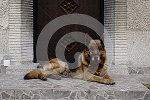 German Shepherd dog lying and relaxing near the door.