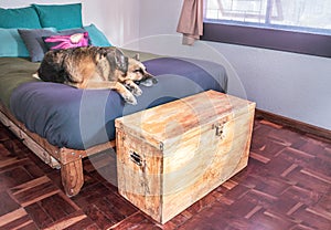 German Shepherd dog lying sleeping on a bed in a bedroom