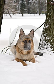 German Shepherd Dog Lying on Snow