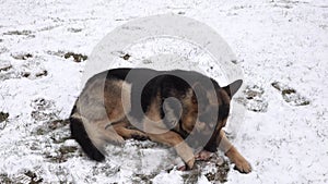 A german shepherd dog lying in the snow, bone is chewed by dog