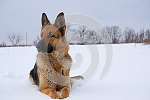 German Shepherd dog lying in the snow. German Shepherd Dog in winter. Dog performs the commands of the owner